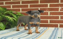 Miniature Pinscher dogs for sale: Josie - Image 1