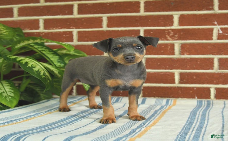 Miniature Pinscher dogs for sale - Ad 3