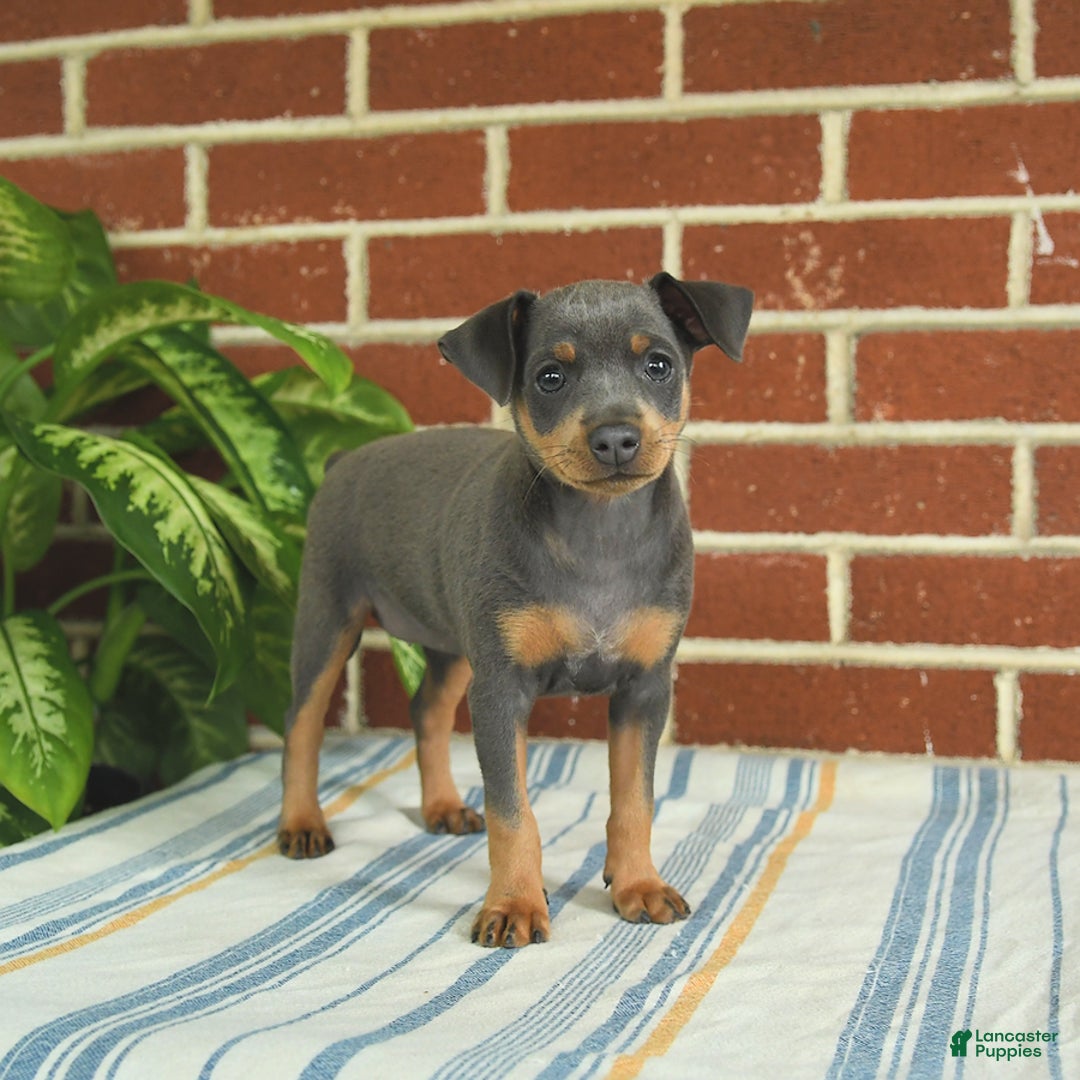 Miniature Pinscher dogs for sale: Josie - Image 1