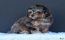 Toy Poodle dogs for sale: Toy Poodle 2 puppies - Image 3