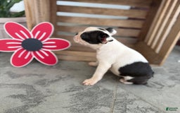 Boston Terrier dogs for sale: Barby - Image 3