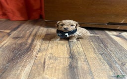 Bichpoo dogs for sale: Noah - Image 3