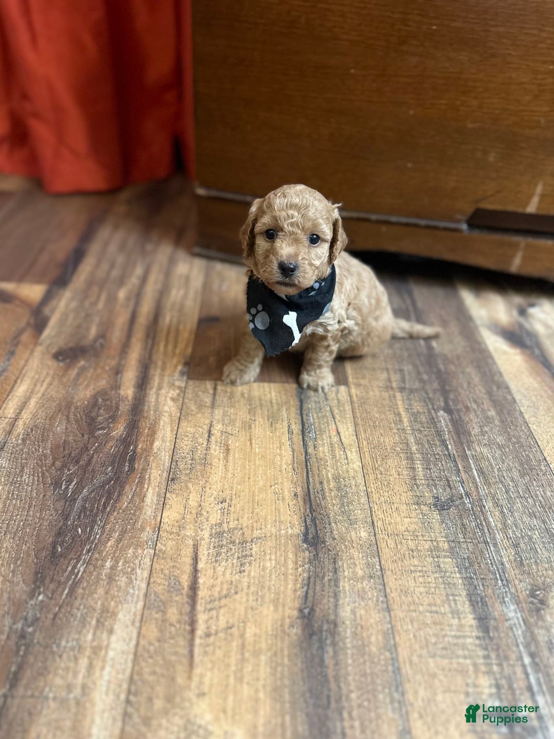 Bichpoo dogs for sale: Noah - Image 3