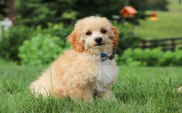 Miniature Poodle dogs for sale: Jazz - Image 11
