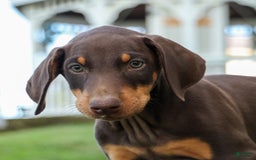 Doberman Pinscher dogs for sale: Duke - Image 8