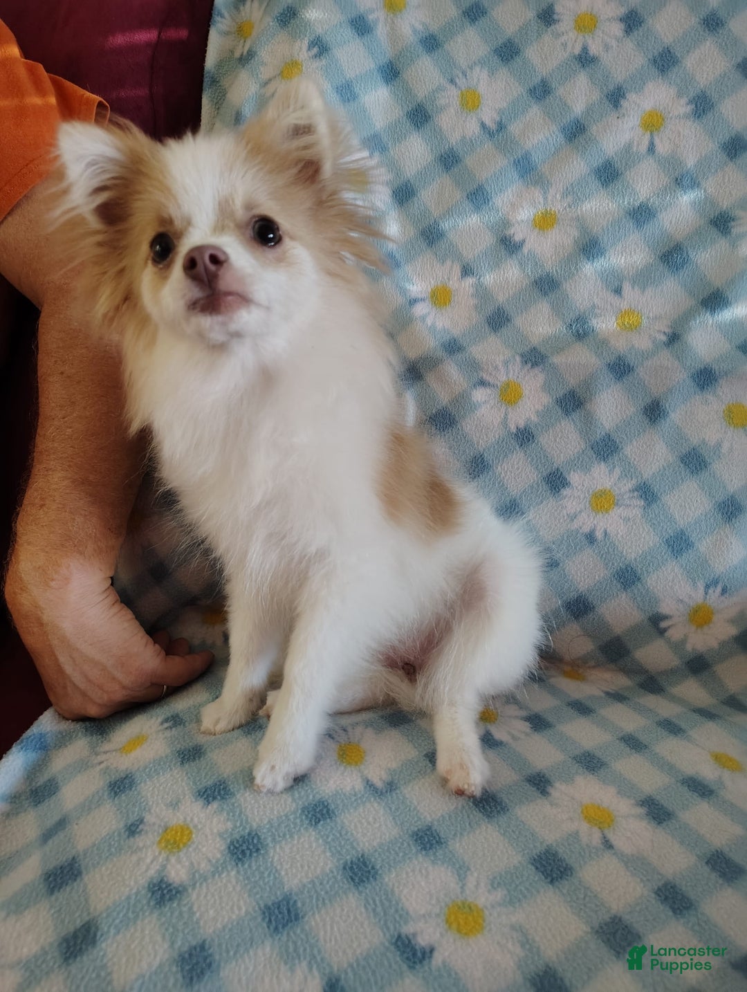 Pomeranian dogs for sale: Cheyenne - Image 1