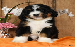 Bernedoodle dogs for sale: Dawn - Image 3