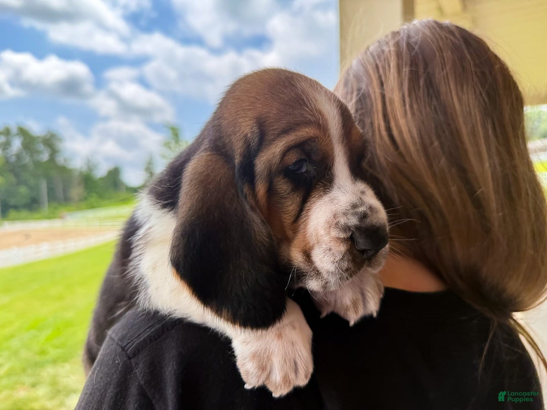 Basset Hound dogs for sale: Rocky - Image 5