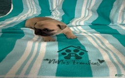 French Bulldog dogs for sale: Akc Fawn Black Mask - Image 14