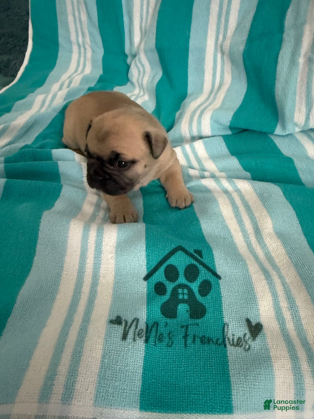 French Bulldog dogs for sale: Akc Fawn Black Mask - Image 14