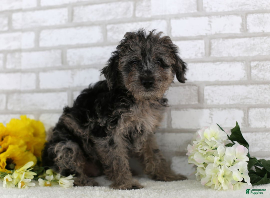 Mini Aussiedoodle dogs for sale: Firecracker - Image 4