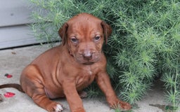 Rhodesian Ridgeback dogs for sale: Gwen - Image 13