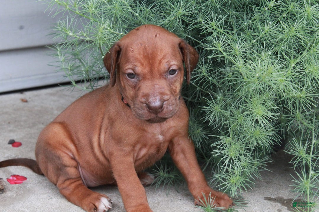 Rhodesian Ridgeback dogs for sale: Gwen - Image 13