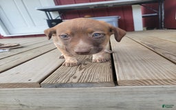 Australian Cattle Dog dogs for sale: Gamora - Image 3