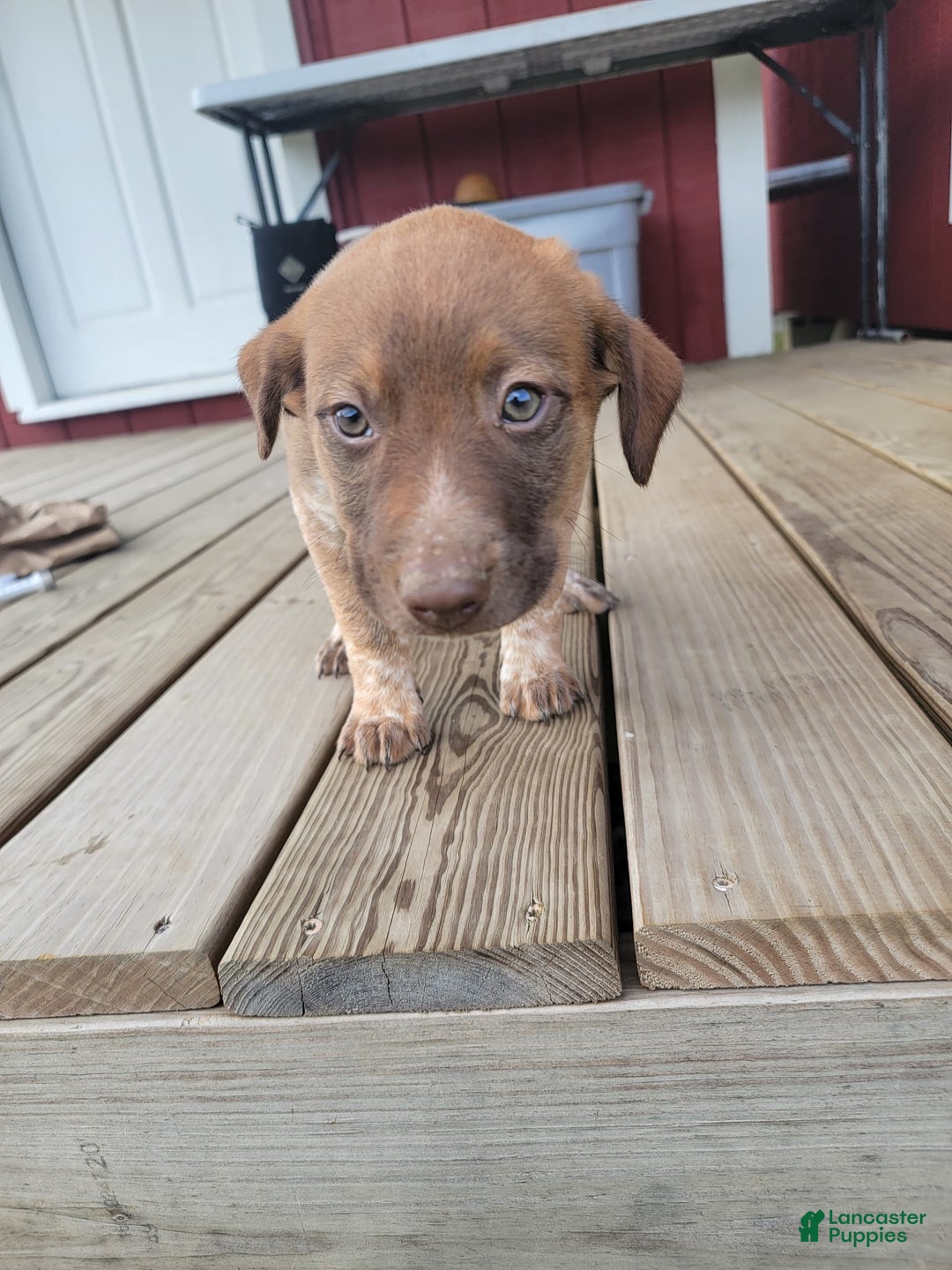 Australian Cattle Dog dogs for sale: Gamora - Image 3