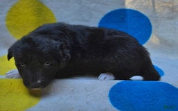 Border Collie dogs for sale: Francis - Image 11