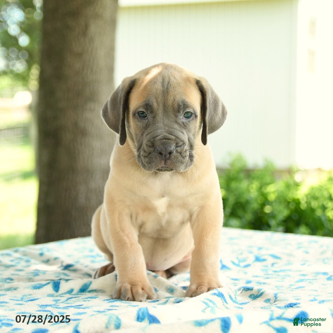 Cane Corso dogs for sale: Henrique - Image 3