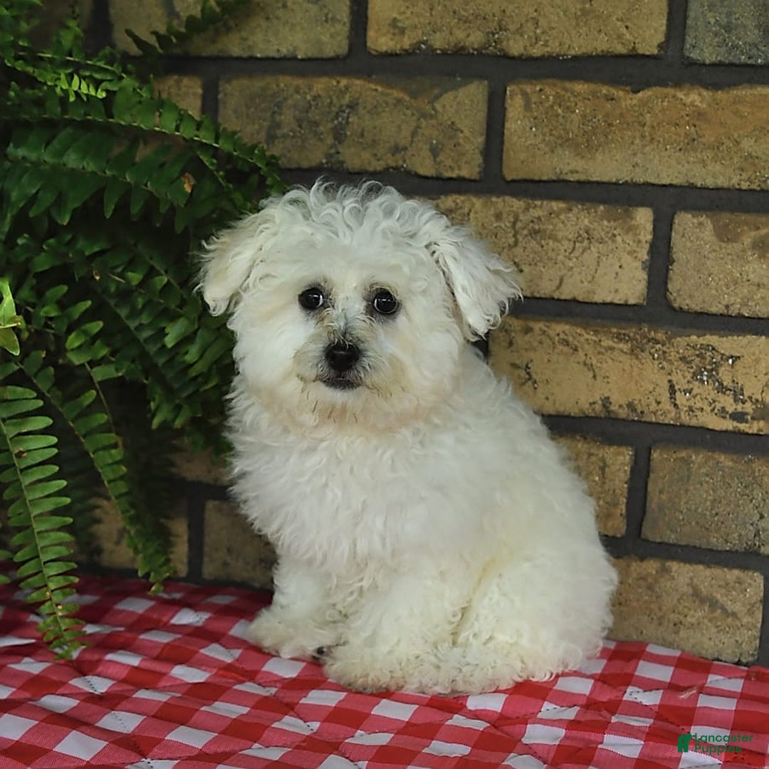 Havapoo dogs for sale: Thomas - Image 13