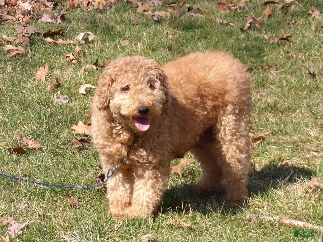Mini Goldendoodle dogs for sale: Lucy - Image 19