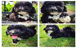 Havapoo dogs for sale: Echo - Image 18