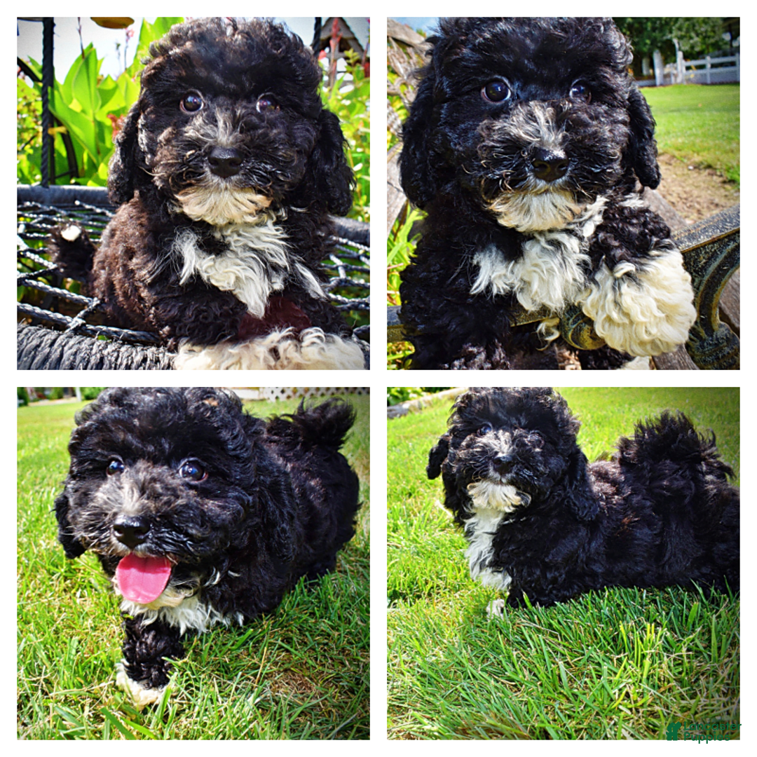 Havapoo dogs for sale: Echo - Image 18