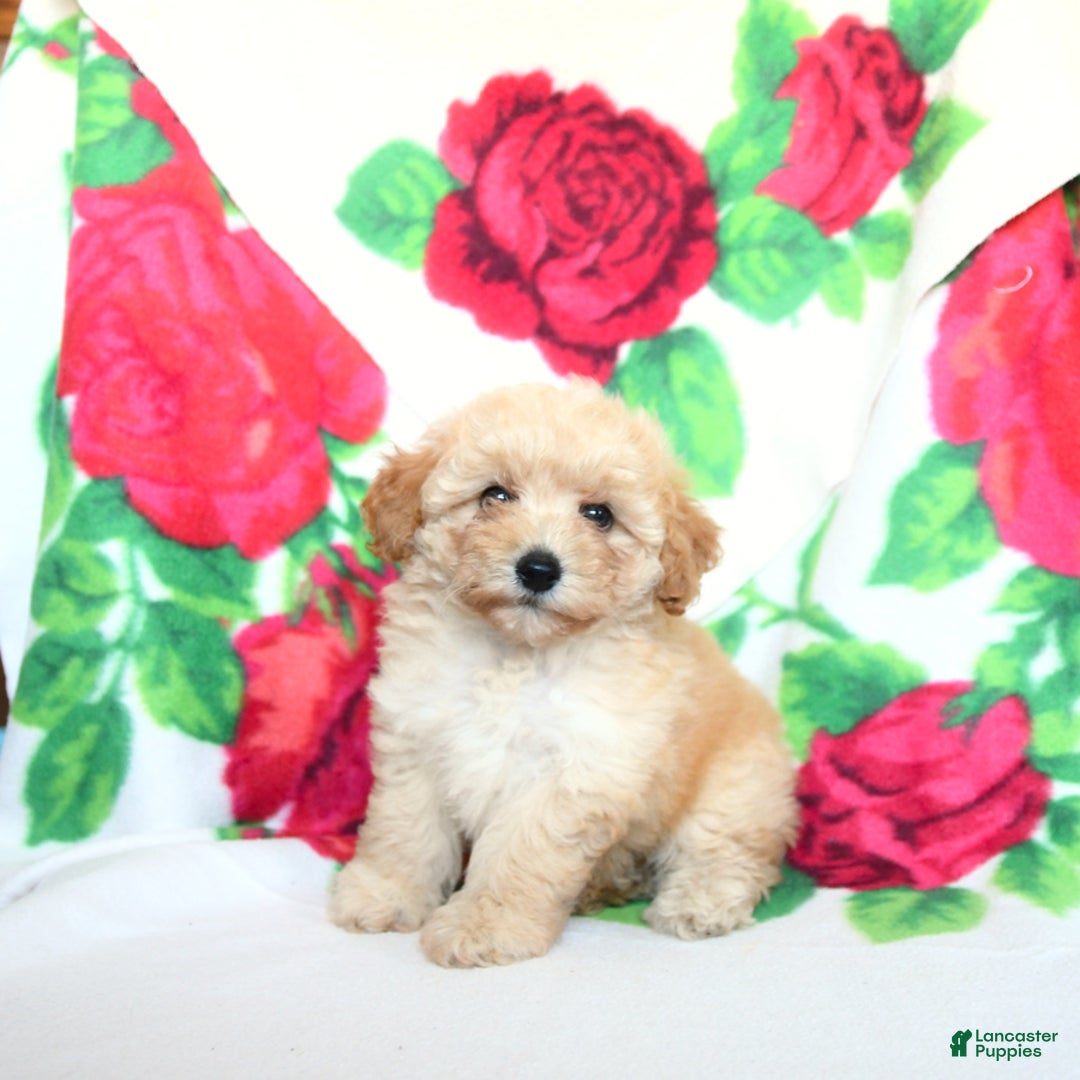 Toy Poodle dogs for sale: Toy Poodle 4 puppies - Image 5