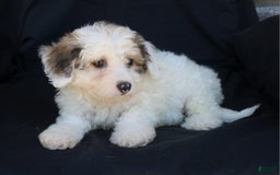 Bichpoo dogs for sale: Prince - Image 3