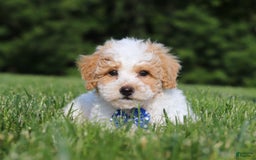 Bichpoo dogs for sale: Nick - Image 2
