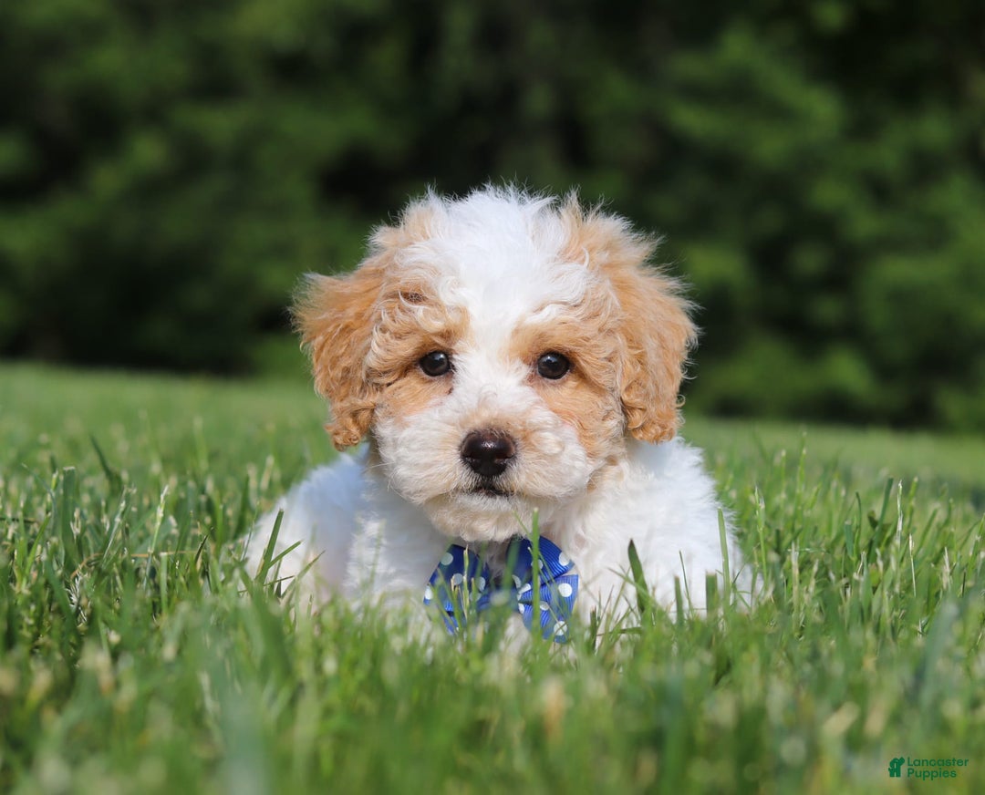 Bichpoo dogs for sale: Nick - Image 2