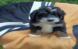 Mini Bernedoodle dogs for sale: Hershey - Image 8