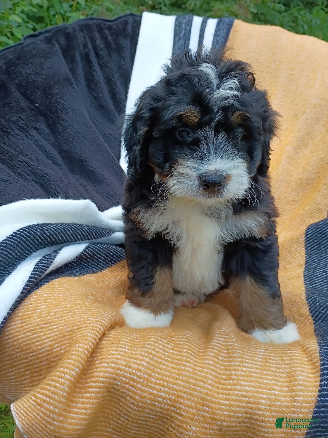 Mini Bernedoodle dogs for sale: Hershey - Image 8