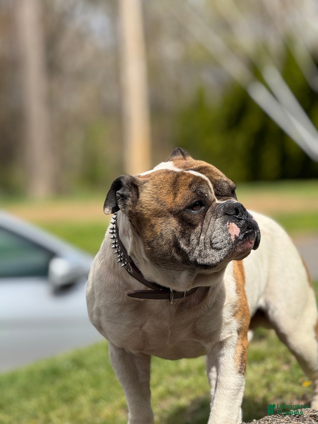 American Bulldog dogs for sale: Sonny - Image 9