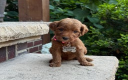 Goldendoodle dogs for sale: Paisley - Image 9
