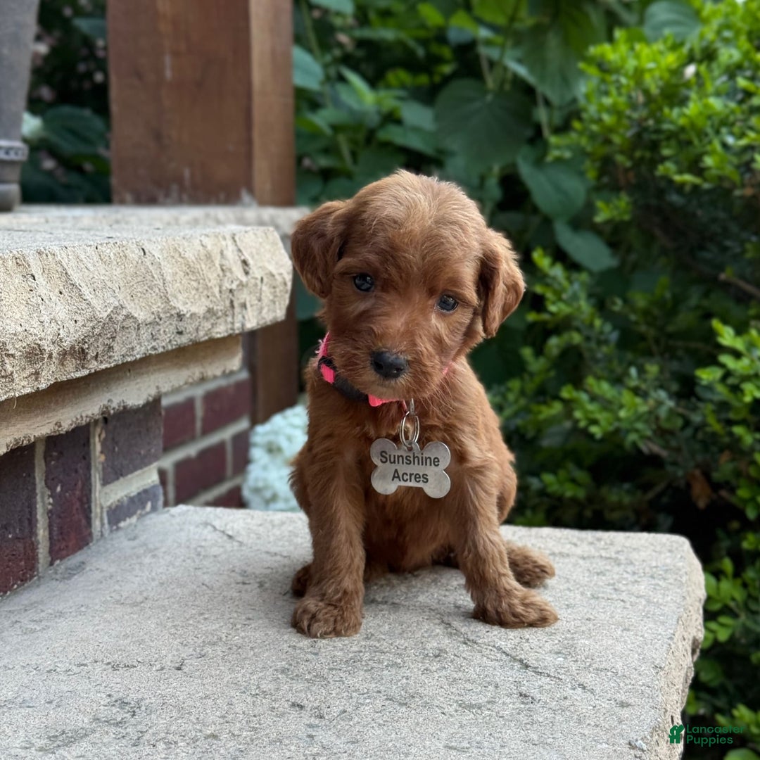 Goldendoodle dogs for sale: Paisley - Image 9