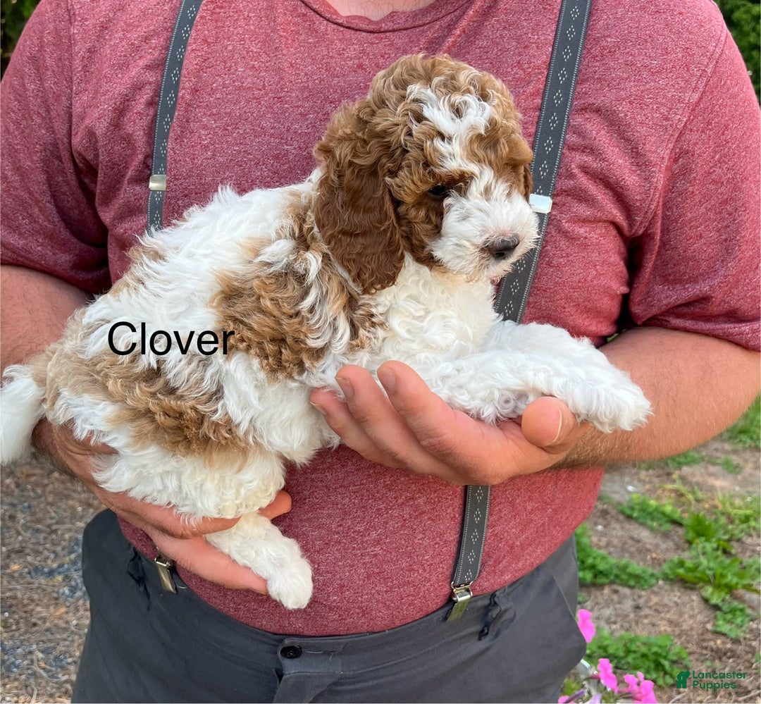 Mini Goldendoodle dogs for sale: Clover - Image 4