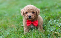 Maltipoo dogs for sale: Shiloh - Image 17