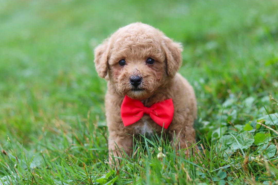 Maltipoo dogs for sale: Shiloh - Image 17