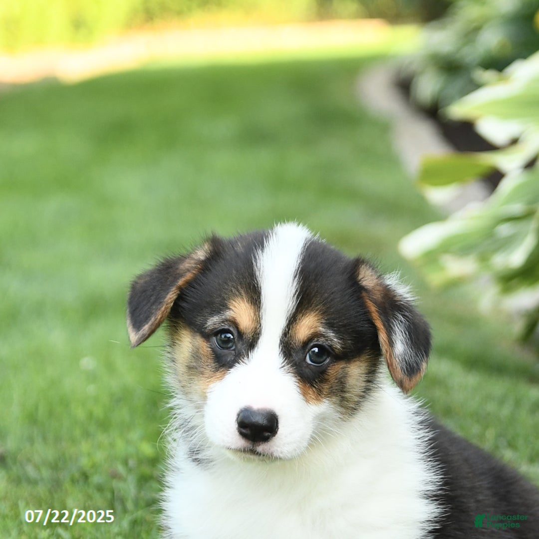 Welsh Corgi Pembroke dogs for sale: Frisky - Image 4