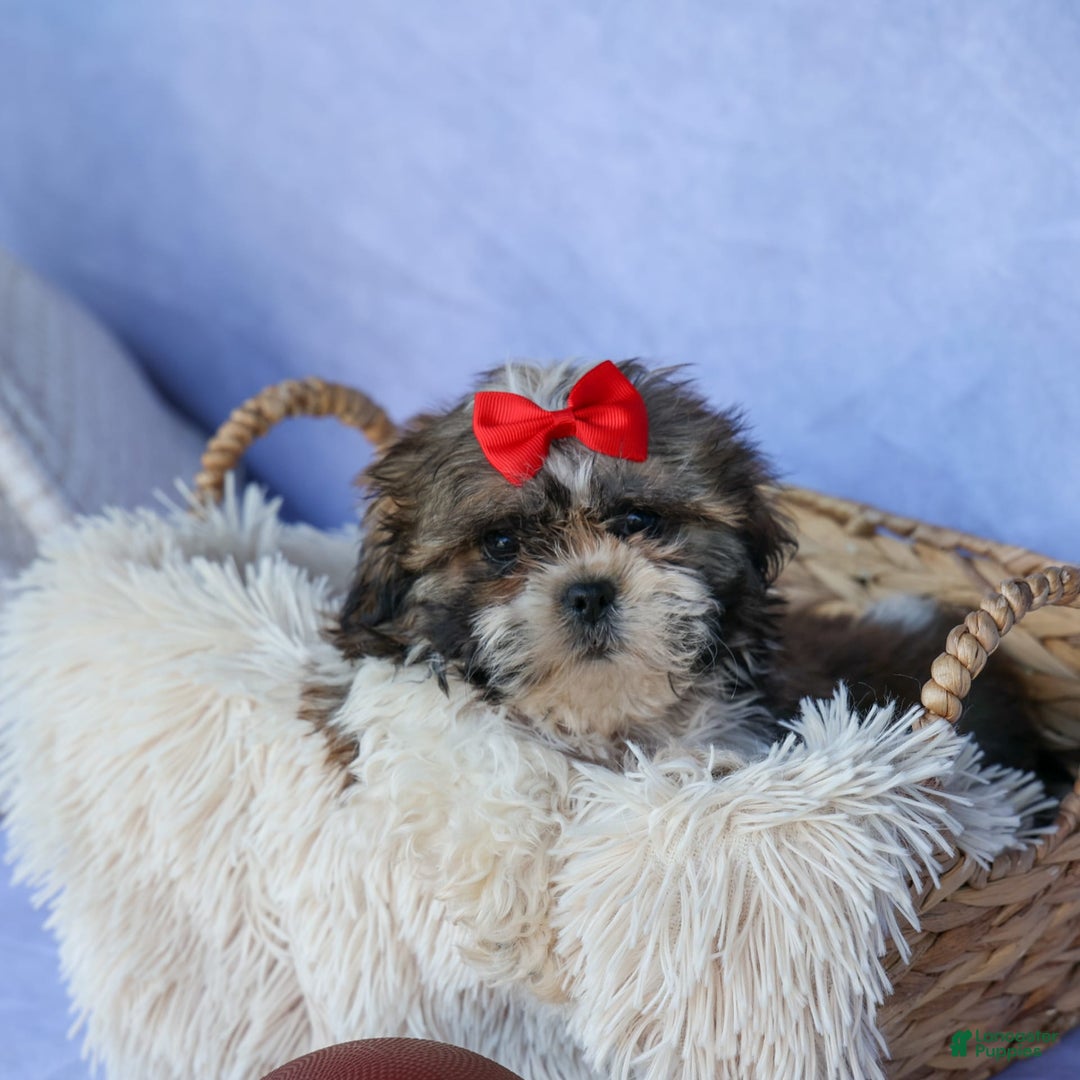 Shih Tzu dogs for sale: Lucky - Image 9