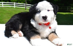 Miniature Australian Shepherd dogs for sale: Josh - Image 3