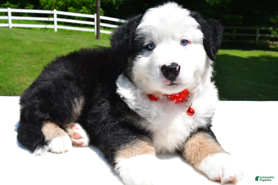 Miniature Australian Shepherd dogs for sale: Josh - Image 3