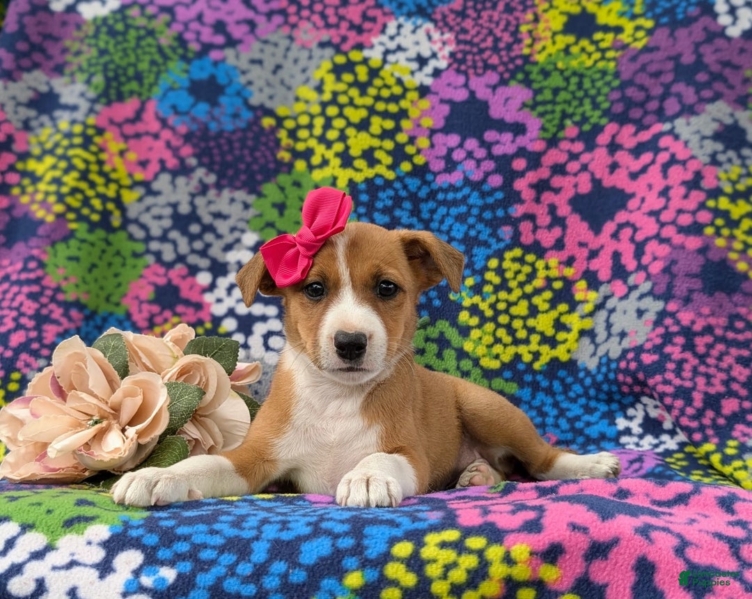 Jack Russell Terrier dogs for sale: Lacey - Image 2