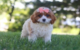 Cavapoo dogs for sale: Iris - Image 4