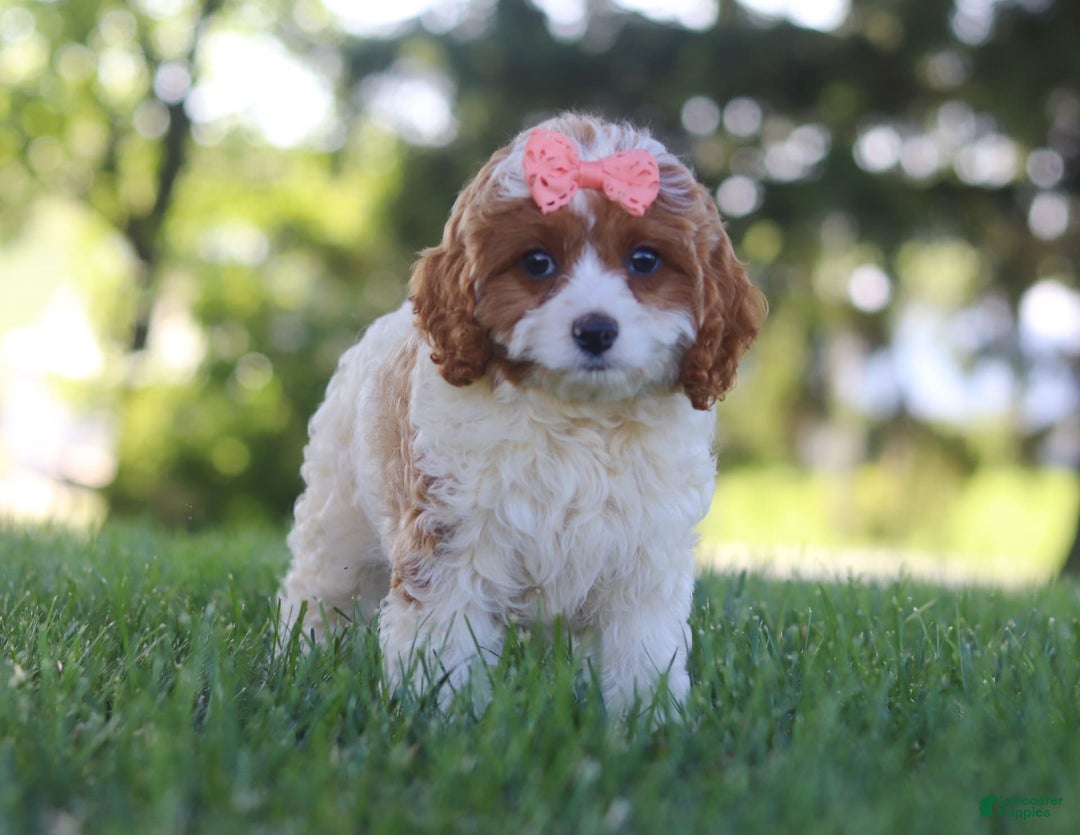 Cavapoo dogs for sale: Iris - Image 4
