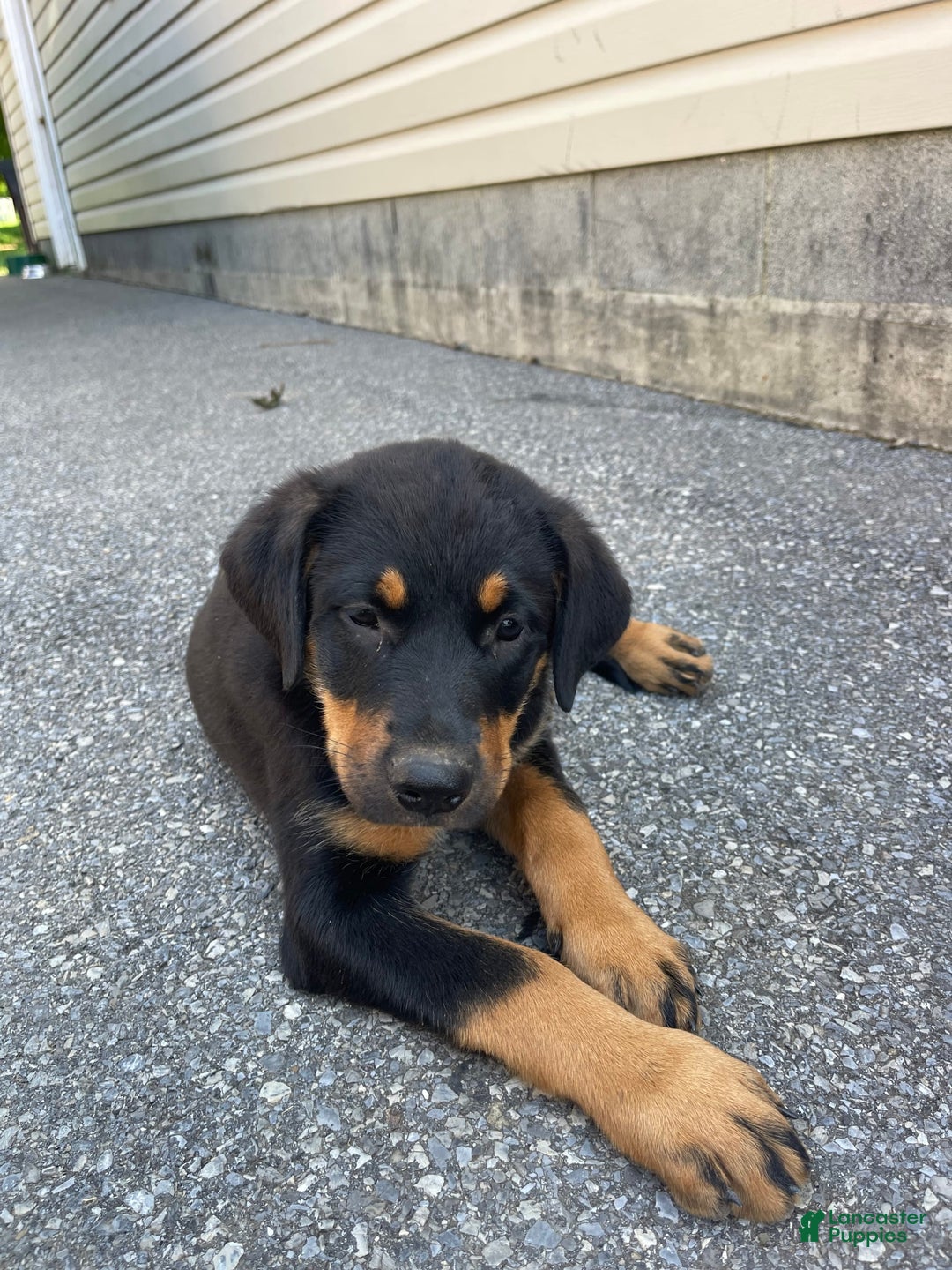 Rottweiler dogs for sale: Vans - Image 7