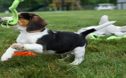 Beagle dogs for sale: Kylo - Image 15
