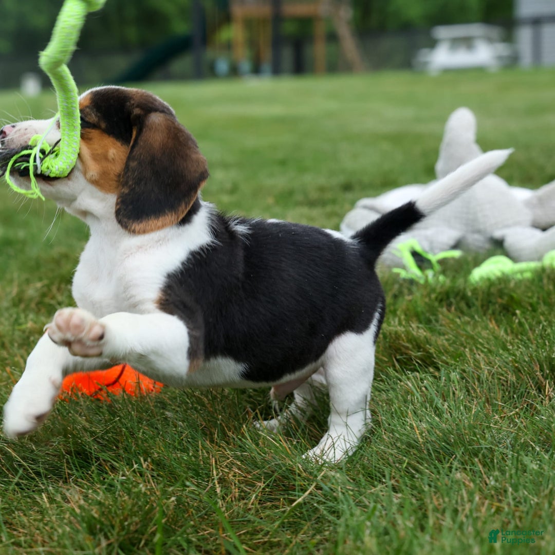Beagle dogs for sale: Kylo - Image 15