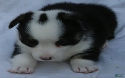 Welsh Corgi Pembroke dogs for sale: Panda - Image 1