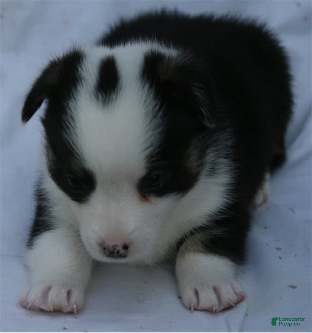 Welsh Corgi Pembroke dogs for sale: Panda - Image 1