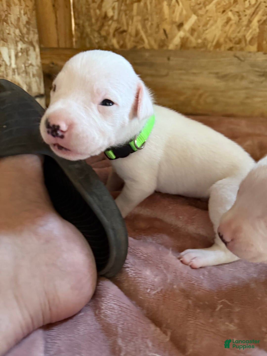 Dogo Argentino dogs for sale: M2 - Image 6